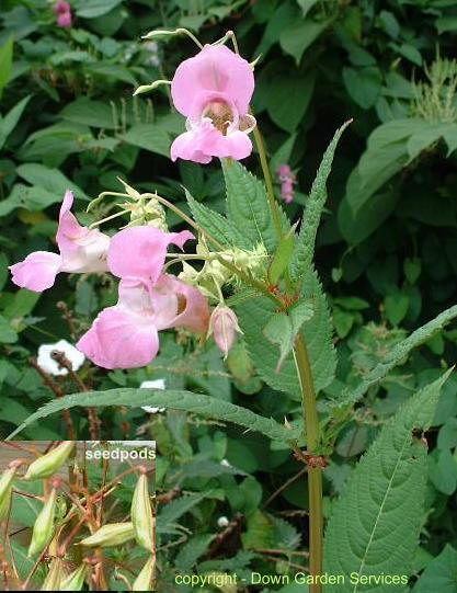 Himalayan Balsam