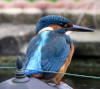 Kingfisher