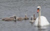 Swans on Thompson Water